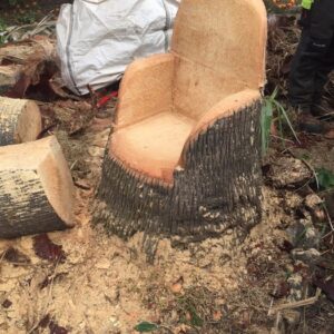 Galería Poda De Árboles 26