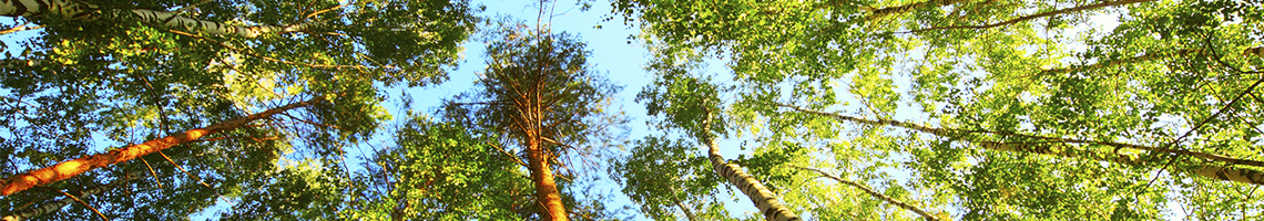 Header Antigua Web PodaMallorca